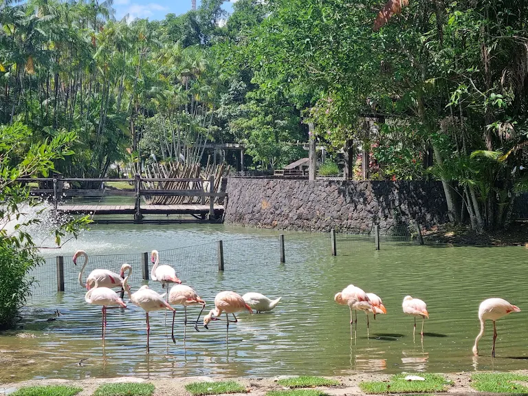 Paisagem verde do Mangal das Garças em Belém